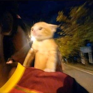 Meet your Posher, Marbella